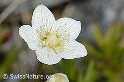 Sumpf-Herzblatt (Parnassia palustris) (07.2024, C301969)