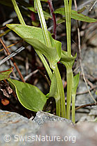 Parnassia palustris (C301971)