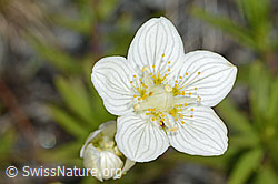 Parnassia palustris (C301977)