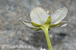 Parnassia palustris (C301980)