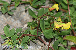 Lotus alpinus (C301990)
