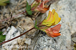 Lotus alpinus (C301993)