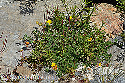 Lotus alpinus (C301994)