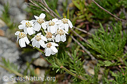 Achillea erba-rotta ssp. moschata (C302000)