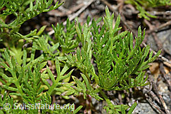 Achillea erba-rotta ssp. moschata (C302007)