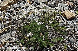 Achillea erba-rotta ssp. moschata (C302008)