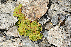 Berg-Hauswurz (Sempervivum montanum) (C302022)