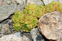 Berg-Hauswurz (Sempervivum montanum) (C302025)