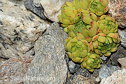 Berg-Hauswurz (Sempervivum montanum) (C302026)