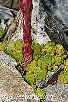 Berg-Hauswurz (Sempervivum montanum) (C302029)