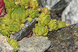 Berg-Hauswurz (Sempervivum montanum) (C302031)