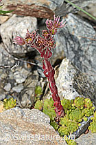 Berg-Hauswurz (Sempervivum montanum) (C302034)