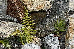 Gebirgs-Frauenfarn (Athyrium distentifolium) (07.2024, C302035)