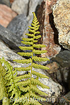 Gebirgs-Frauenfarn (Athyrium distentifolium) (07.2024, C302036)