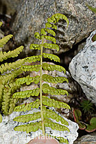 Foto: Gebirgs-Frauenfarn (Athyrium distentifolium)