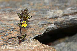 Zwerg-Augentrost (Euphrasia minima) (C302039)