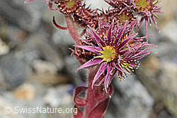 Berg-Hauswurz (Sempervivum montanum) (C302044)