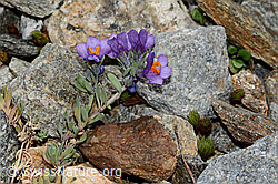 Linaria alpina (C302046)