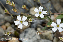 Felsen-Leimkraut (Silene rupestris) (07.2024, C302047)