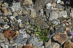 Silene rupestris (C302056)