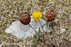 Trifolium badium (C302081)