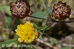 Trifolium badium (C302082)