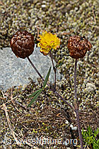 Trifolium badium (C302083)