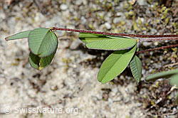 Trifolium badium (C302086)