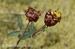 Trifolium badium (C302087)