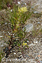 Schmalblättriger Klappertopf (Rhinanthus glacialis) (C302095)