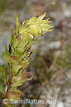 Schmalblättriger Klappertopf (Rhinanthus glacialis) (C302096)