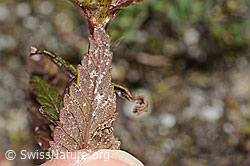 Schmalblättriger Klappertopf (Rhinanthus glacialis) (C302100)