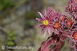 Berg-Hauswurz (Sempervivum montanum) (C302120) Berg-Hauswurz (Sempervivum montanum) (C302120)