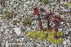 Berg-Hauswurz (Sempervivum montanum) (C302121) Berg-Hauswurz (Sempervivum montanum) (C302121)