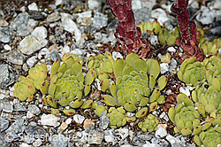 Berg-Hauswurz (Sempervivum montanum) (C302122) Berg-Hauswurz (Sempervivum montanum) (C302122)
