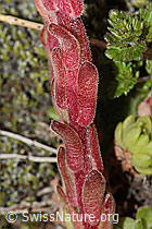 Berg-Hauswurz (Sempervivum montanum) (C302125) Berg-Hauswurz (Sempervivum montanum) (C302125)