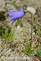 Scheuchzers Glockenblume (Campanula scheuchzeri) (C302127) Scheuchzers Glockenblume (Campanula scheuchzeri) (C302127)