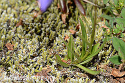 Scheuchzers Glockenblume (Campanula scheuchzeri) (C302129) Scheuchzers Glockenblume (Campanula scheuchzeri) (C302129)