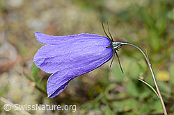 Scheuchzers Glockenblume (Campanula scheuchzeri) (C302130) Scheuchzers Glockenblume (Campanula scheuchzeri) (C302130)