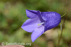 Scheuchzers Glockenblume (Campanula scheuchzeri) (C302131) Scheuchzers Glockenblume (Campanula scheuchzeri) (C302131)