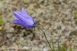 Scheuchzers Glockenblume (Campanula scheuchzeri) (C302132) Scheuchzers Glockenblume (Campanula scheuchzeri) (C302132)