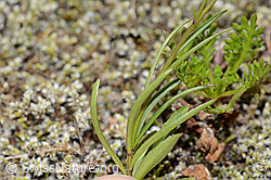 Scheuchzers Glockenblume (Campanula scheuchzeri) (C302134) Scheuchzers Glockenblume (Campanula scheuchzeri) (C302134)