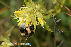 Schmalblättriger Klappertopf (Rhinanthus glacialis)