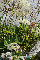 Meisterwurz (Peucedanum ostruthium) (07.2024, C302141)