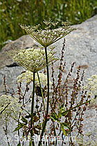 Peucedanum ostruthium (C302143)