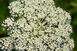 Meisterwurz (Peucedanum ostruthium) (07.2024, C302145)