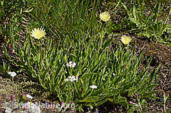 Weissliches Habichtskraut (Hieracium intybaceum) (07.2024, C302181)