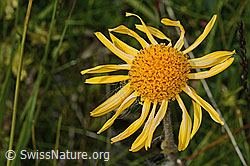 Arnica montana (C302192)