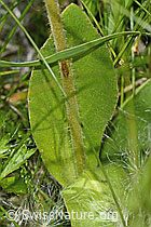 Arnica montana (C302195)
