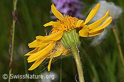 Arnica montana (C302196)